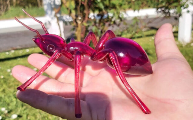 Impression 3D insecte